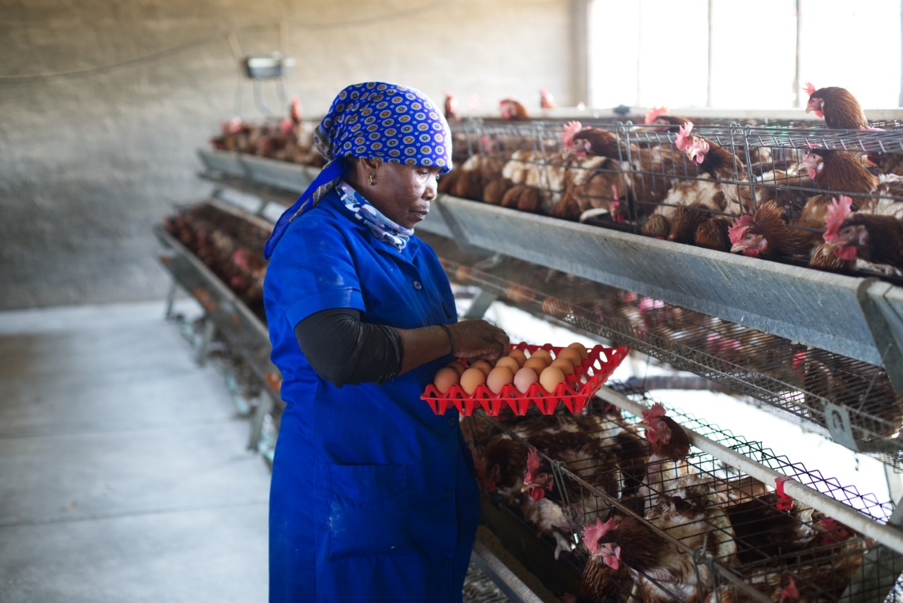 Kodumela-egg-production_a-Nozala-Trust-Limpopo-Project